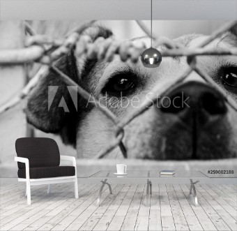 Picture of Homeless sad dog is waiting  for a house in an animal shelter behind the fence Black and white